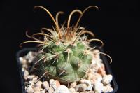 Parodia maassii RFPA 45.01.jpg