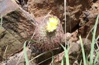 Parodia microsperma RFPA 310.02.jpg