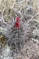 Pyrrhocactus andreanus RFPA 258.03.jpg