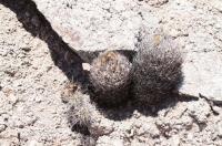 Pyrrhocactus bulbocalyx RFPA 228.04.jpg