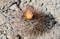 Pyrrhocactus straussianus RFPA 278.03.jpg