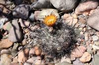 Pyrrhocactus villicumensis RFPA 288.01.jpg