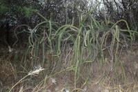 RFPA02.02_Harrisia_pomanensis.jpg