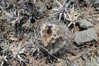 RFPA07.01_Parodia_stuemeri.jpg