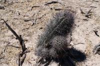 RFPA100.01_Echinopsis_leucantha.JPG