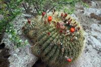 RFPA103.01_Echinopsis_formosa_v_brucchii.JPG