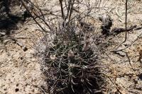RFPA111.01_Echinopsis_leucantha.JPG