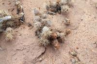 RFPA113.01_Tephrocactus_weberi.JPG