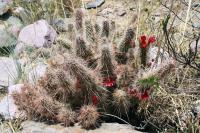 RFPA12.01_Opuntia_shaferi.jpg