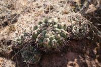 RFPA125.01_Gymnocalycium_pflanzii.JPG