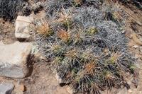 RFPA13.03_Cumulopuntia_boliviana.JPG