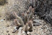 RFPA15.01_Opuntia_shaferi.JPG