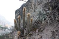 RFPA21.01_Cleistocactus_hyalacanthus.JPG