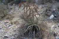 RFPA21.02_Puya.JPG