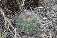 RFPA22.01_Echinopsis_mammillosa.JPG