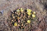 RFPA31.01_Cumulopuntia_boliviana.JPG