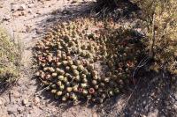 RFPA32.01_Maihuenopsis_hypogaea.JPG