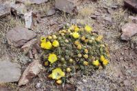 RFPA32.02a_Cumulopuntia_boliviana.JPG
