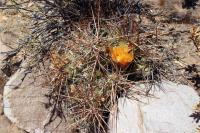 RFPA34.04_Cumulopuntia_boliviana.JPG