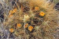 RFPA36.02_Cumulopuntia_boliviana.JPG
