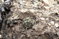RFPA44.04_Rebutia_steinmanii.JPG