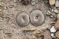 RFPA44.05_Yavia_cryptocarpa.JPG
