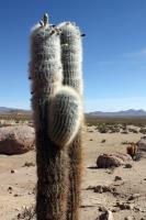 RFPA48.01_Trichocereus_pasacana.JPG