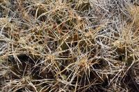 RFPA49.01_Cumulopuntia_boliviana.JPG