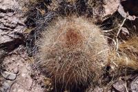 RFPA53.01_Echinopsis_formosa.JPG