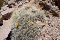 RFPA55.02_Cumulopuntia_boliviana.JPG