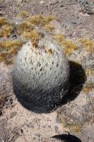 RFPA58.01_Pyrrhocactus_umadeave.JPG
