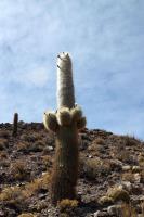 RFPA59.02_Trichocereus_pasacana.JPG