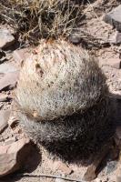 RFPA60.01_Pyrrhocactus_umadeave.JPG