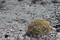 RFPA63.01_Cumulopuntia_boliviana.JPG