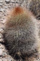 RFPA80.02_Echinopsis_formosa.JPG