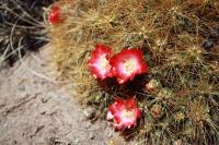RFPA81.01_Cumulopunita_boliviana_ssp_ignescens.JPG