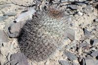 RFPA87.03_Acanthocalycium_thionanthum.JPG