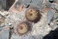 RFPA87.04_Parodia_microsperma_v_horrida.JPG