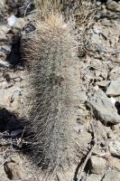 RFPA89.01_Lobivia_haematantha.JPG