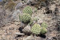 RFPA89.02_Opuntia_sulphurea.JPG