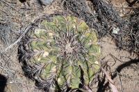 RFPA89.03_Gymnocalycium_spegazzinii.JPG