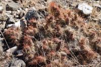 RFPA89.04_Tephrocactus_weberi.JPG