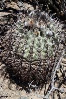 RFPA90.01_Acanthocalycium_thionanthum.JPG