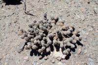 RFPA92.02_Tephrocactus_molinensis.JPG