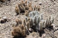RFPA93.03_Tephrocactus_weberi.JPG