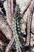 RFPA94.01_Cereus_aethiops.JPG