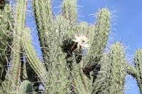 Stetsonia coryne RFPA 214.01.jpg