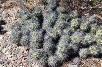 Tephrocactus alexanderi RFPA 226.02.jpg