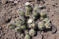 Tephrocactus alexanderi RFPA 229.04.jpg