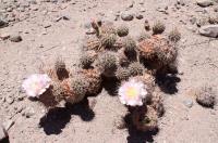 Tephrocactus alexanderi RFPA 239.01.jpg